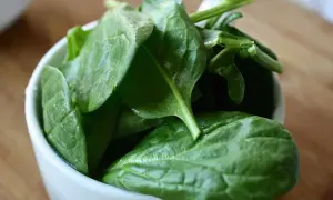 Frische, grüne Spinatblätter in einer weißen Schale. Perfekt, um Babys mit gesundem Spinat stillen zu können.