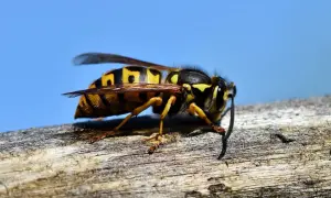 Nahaufnahme einer Wespe auf einem Ast. Vorsicht vor dem Hornissenstich, der schmerzhaft sein kann.
