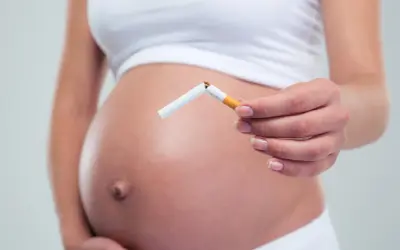 Schwanger, die eine zerbrochene Zigarette hält. Nikotin in Muttermilch schadet dem Baby.