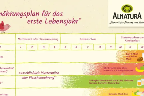 Ernährungsplan für das erste Lebensjahr mit Beikost-Empfehlungen. Zeigt Monat für Monat, was Babys essen können.