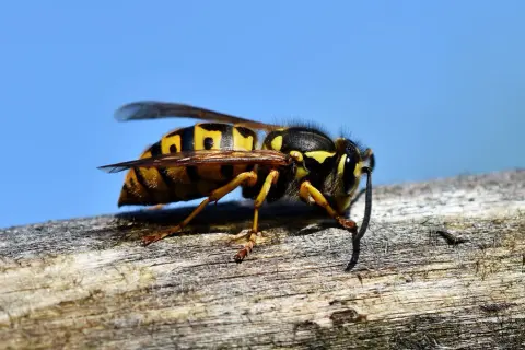 Nahaufnahme einer Wespe auf einem Ast. Vorsicht vor dem Hornissenstich, der schmerzhaft sein kann.