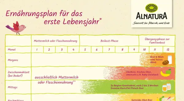 Ernährungsplan für das erste Lebensjahr mit Beikost-Empfehlungen. Zeigt Monat für Monat, was Babys essen können.