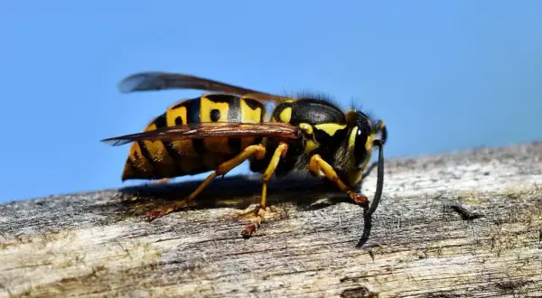 Nahaufnahme einer Wespe auf einem Ast. Vorsicht vor dem Hornissenstich, der schmerzhaft sein kann.