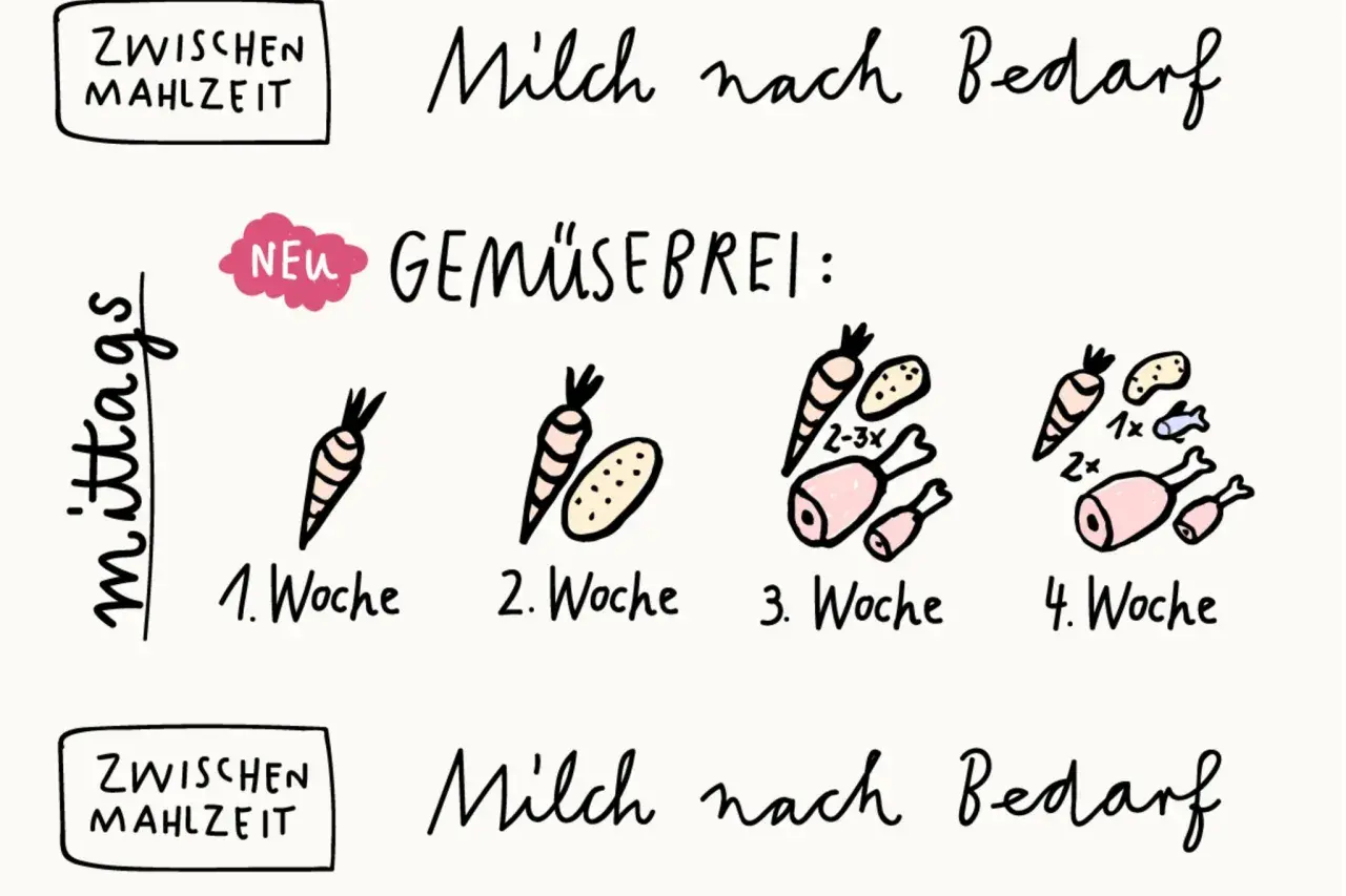Schrittweise Einführung von Gemüsebrei: 1. Woche nur Karotte, 2. Woche Karotte & Kartoffel, 3. Woche mit Fleisch, 4. Woche mit Fisch. Milch nach Bedarf.