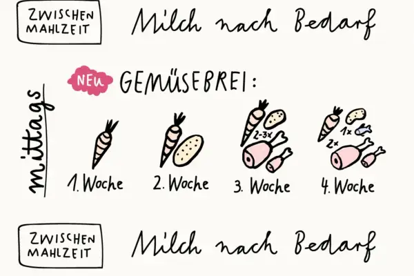 Schrittweise Einführung von Gemüsebrei: 1. Woche nur Karotte, 2. Woche Karotte & Kartoffel, 3. Woche mit Fleisch, 4. Woche mit Fisch. Milch nach Bedarf.