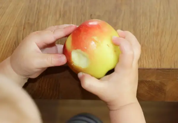 Kleine Hände halten einen Apfel, in den ein Baby hineingebissen hat. Der geriebene Apfel ist ein Zeichen für die ersten Entdeckungen.