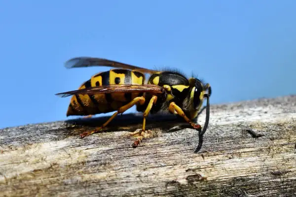 Nahaufnahme einer Wespe auf einem Ast. Vorsicht vor dem Hornissenstich, der schmerzhaft sein kann.